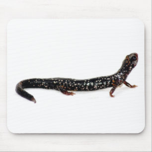 gepunkteter Salamander von Nordamerika mousepad