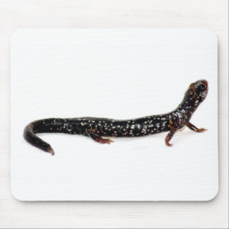 gepunkteter Salamander von Nordamerika mousepad