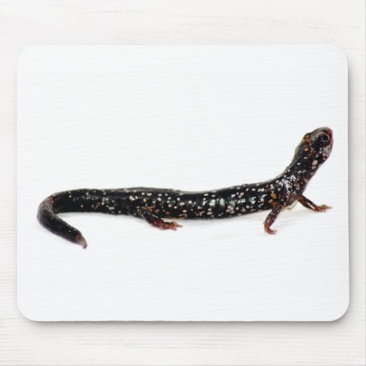 gepunkteter Salamander von Nordamerika mousepad (Vorne)