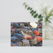 Gepunkteter Sandpiper 2 Postkarte (Stehend Vorderseite)
