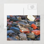 Gepunkteter Sandpiper 2 Postkarte (Vorne/Hinten)