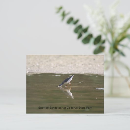 Gepunkteter Sandpiper im Codorus Staat Park Postkarte (Stehend Vorderseite)