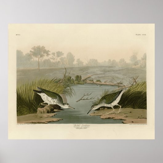 Gepunkteter Sandpiper von Audubons Vögeln in Ameri Poster (Vorne)