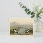 Gepunkteter Sandpiper von Audubons Vögeln in Ameri Postkarte (Stehend Vorderseite)