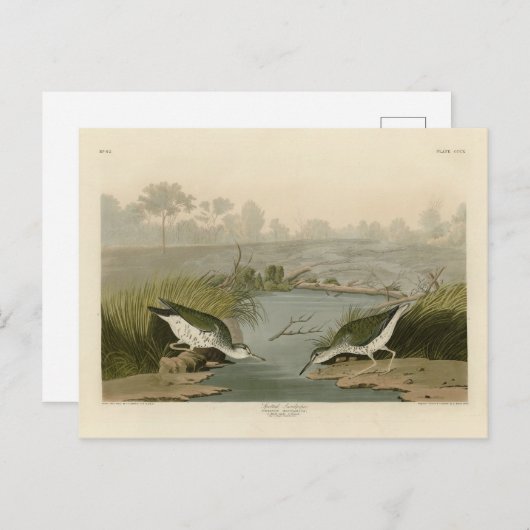 Gepunkteter Sandpiper von Audubons Vögeln in Ameri Postkarte (Vorne/Hinten)