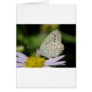 Gepunkteter Schmetterling