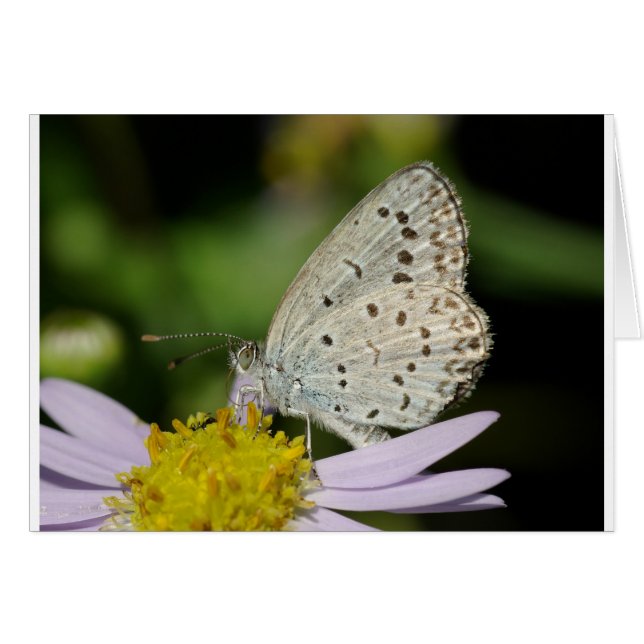 Gepunkteter Schmetterling (Vorderseite (Horizontal))