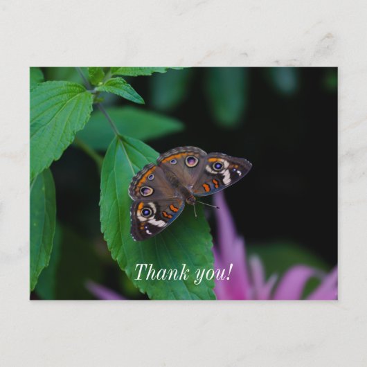 Gepunkteter Schmetterling Danke, Postcard Postkarte (Vorderseite)