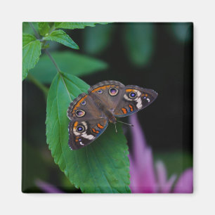 Gepunkteter Schmetterling Magnet
