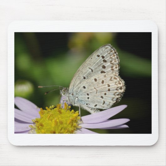 Gepunkteter Schmetterling Mousepad (Vorne)