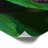 Gepunkteter Schmetterling Poster (Ecke)