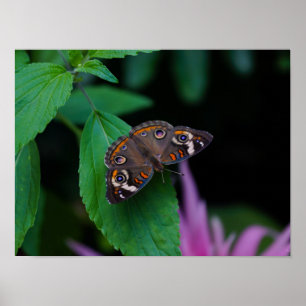 Gepunkteter Schmetterling Poster