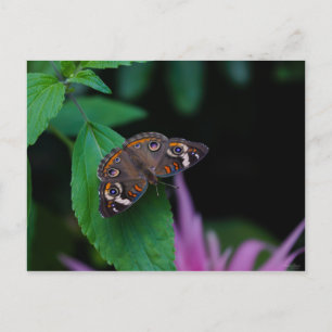 Gepunkteter Schmetterling Postkarte