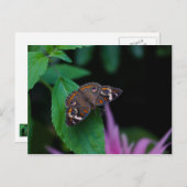 Gepunkteter Schmetterling Postkarte (Vorne/Hinten)