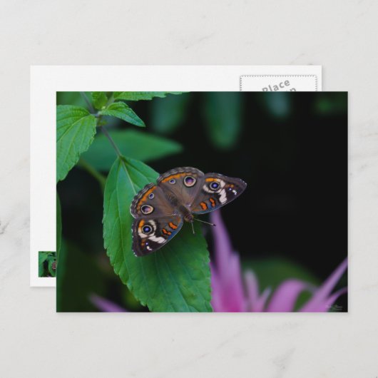 Gepunkteter Schmetterling Postkarte (Vorne/Hinten)