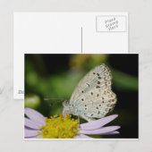 Gepunkteter Schmetterling Postkarte (Vorne/Hinten)