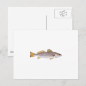 Gepunkteter Seatrout Postkarte (Vorne/Hinten)