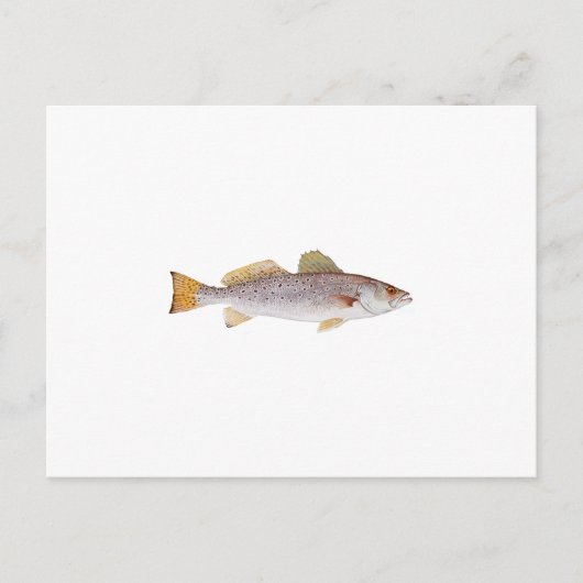 Gepunkteter Seatrout Postkarte (Vorderseite)