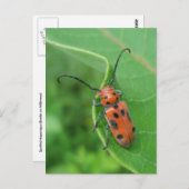 Gepunkteter Spargelkäfer auf der Milkweed Postkart Postkarte (Vorne/Hinten)