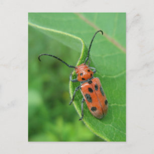 Gepunkteter Spargelkäfer auf der Milkweed Postkart Postkarte