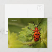 Gepunkteter Spargelkäfer Postkarte (Vorne/Hinten)