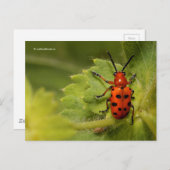 Gepunkteter Spargelkäfer Postkarte (Vorne/Hinten)
