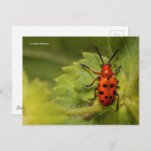 Gepunkteter Spargelkäfer Postkarte (Vorne/Hinten)