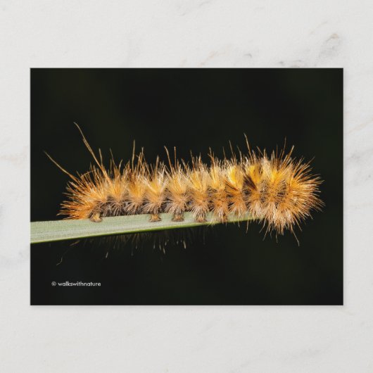 Gepunkteter Tiger-Moth / Woollybär-Raupe Postkarte (Vorderseite)