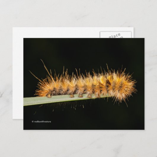 Gepunkteter Tiger-Moth / Woollybär-Raupe Postkarte (Vorne/Hinten)