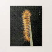 Gepunkteter Tiger-Moth / Woollybär-Raupe Puzzle (Vertikal)