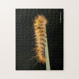 Gepunkteter Tiger-Moth / Woollybär-Raupe Puzzle