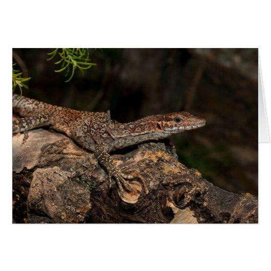 Gepunkteter Tree-Monitor (Vorderseite (Horizontal))