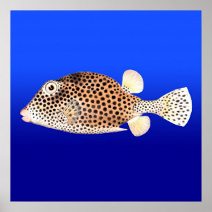 Gepunkteter Trunkfish im blauen Hintergrund Poster