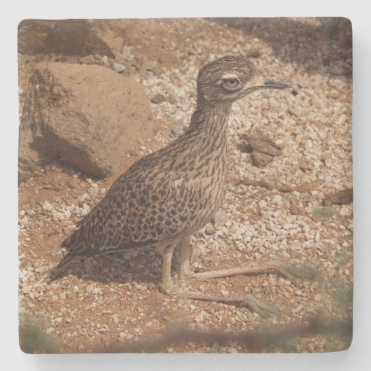 Gepunkteter Untersetzer "Thick Knee Bird Square" (Vorderseite)
