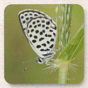 Gepunkteter weißer Schmetterling, der auf Untersetzer