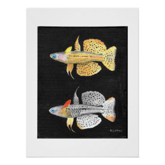 Gepunktetes blaues Auge - Pseudomugil gertrudae Poster