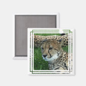 Gepunktetes Cheetah Square Magnet (Vorderseite/Rückseite)