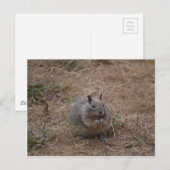 Gepunktetes Eichhörnchen aus Kalifornien Postkarte (Vorne/Hinten)