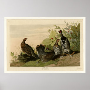 Gepunktetes Grous Poster