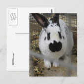 Gepunktetes Kaninchen Postkarte (Vorne/Hinten)