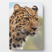 Gepunktetes Leopard-Face-Portrait Fotoplatte (Vorderseite)