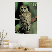 Gepunktetes Ohr Poster (Küche)