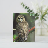 Gepunktetes Ohr Postkarte (Stehend Vorderseite)