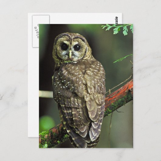 Gepunktetes Ohr Postkarte (Vorne/Hinten)