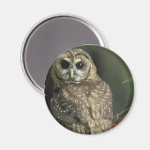 Gepunktetes Owl Magnet (Vorderseite/Rückseite)