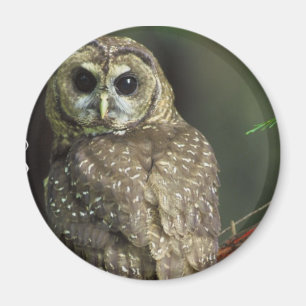 Gepunktetes Owl Magnet