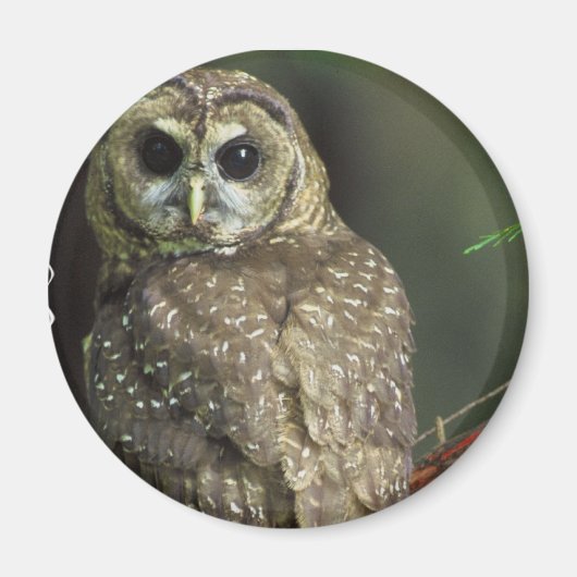 Gepunktetes Owl Magnet (Vorne)