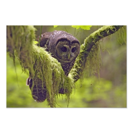 Gepunktetes Owl Strix occidentale Fotodruck (Vorne)