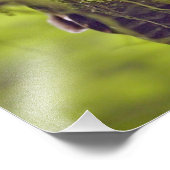 Gepunktetes Owl Strix occidentale Fotodruck (Ecke)