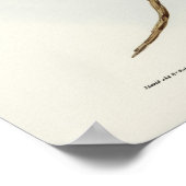 Gepunktetes Owl von Elizabeth Gould Poster (Ecke)